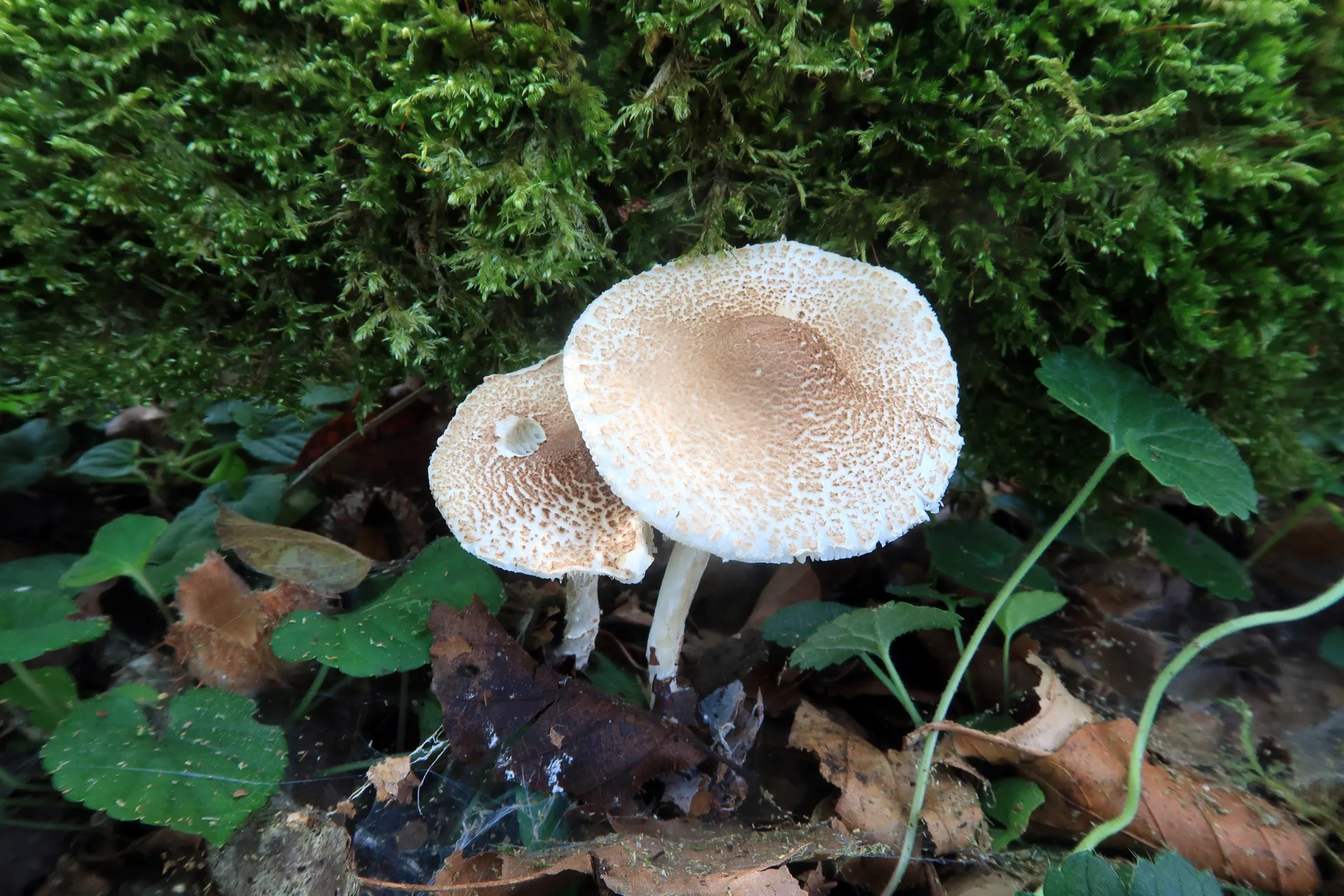 Lepiota subgracilis - 1 - IMG_6575